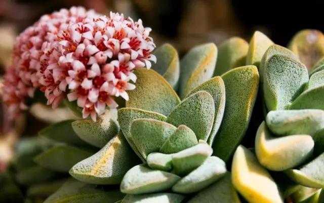 家庭養花：冬季多肉養護知識