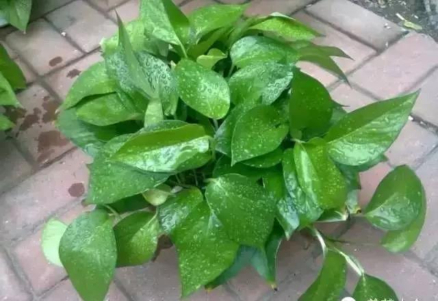 城市看春總未真 花鄉引得幸福來&mdash;&mdash;&ldquo;賞花經濟