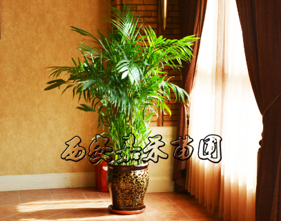 以銷帶產后發趕超 區域性造就&ldquo;西昌特色&rdquo;