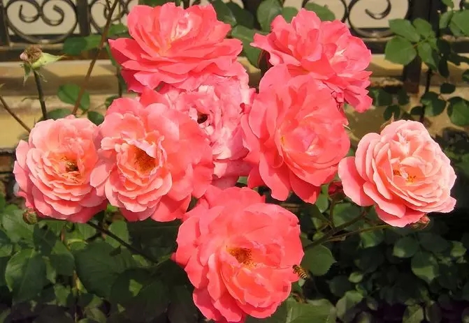 我國苗木花卉產業年產值達4500多億元 成為生態