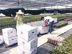 云南小盆花銷售講&ldquo;時(shí)間差&rdquo;