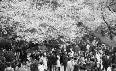 做長產業鏈化解賞花經濟&ldquo;忽冷忽熱&rdquo;癥