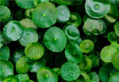 銀行租賃植物的綠植種類有哪些?