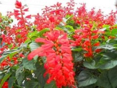 銀行租賃花卉一串紅怎么養?