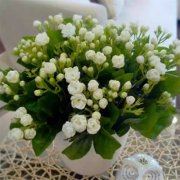 銀行租擺的花養在哪個方向最容易爆盆？