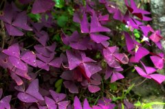 推薦銀行租賃植物，熠熠生輝