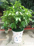 西安銀行綠植租賃的平安樹怎么養(yǎng)？平安樹葉子