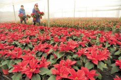 山西大寧：花卉雙創(chuàng)示范園里開出幸福花