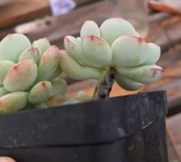 多肉葉子變透明？抓緊擼光、砍頭，否則3天死翹