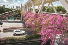 紅爆網絡的廣州三角梅,出自誰手?