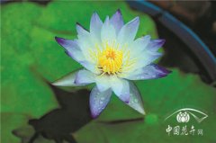 如何養護睡蓮九問九答