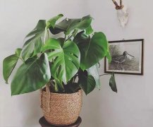 冬天養龜背竹，做好這幾點