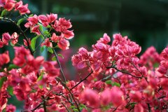 這6種花冬天一定要修剪，明年才能枝繁葉茂開花