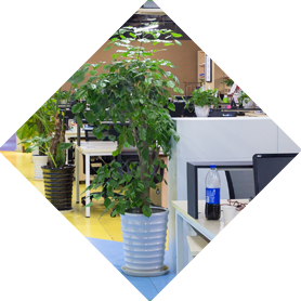 辦公室綠植租擺