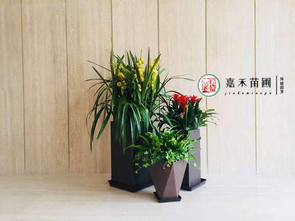 西安銀行大廳花卉綠植租擺|西安嘉禾苗圃 西安銀行大廳花卉綠植租擺|西安嘉禾苗圃