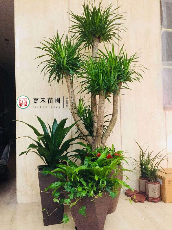 西安銀行花卉綠植租擺案例|西安嘉禾苗圃 西安銀行花卉綠植租擺案例|西安嘉禾苗圃