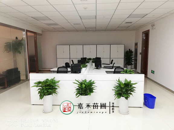 西安銀行辦公區(qū)花卉綠植租擺|西安嘉禾苗圃 西安銀行辦公區(qū)花卉綠植租擺|西安嘉禾苗圃