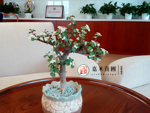 西安銀行會(huì)客區(qū)花卉綠植租擺|西安嘉禾苗圃 西安銀行會(huì)客區(qū)花卉綠植租擺|西安嘉禾苗圃
