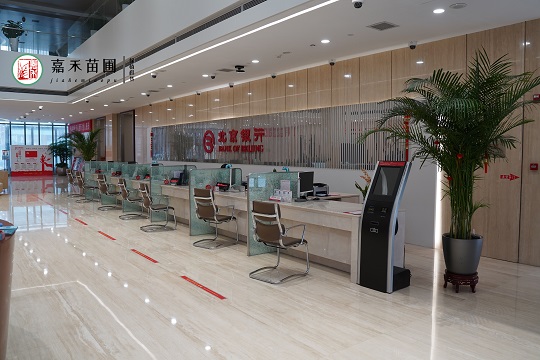 銀行花卉綠植租賃電話|西安嘉禾苗圃15202909185 銀行花卉綠植租賃電話|西安嘉禾苗圃15202909185