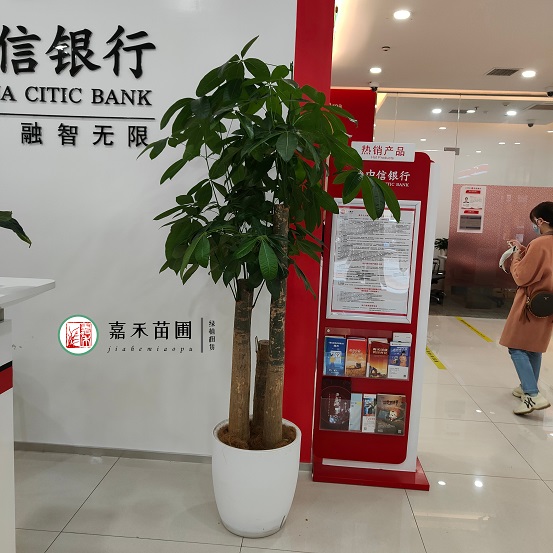 西安銀行綠植租賃電話|15202909185西安嘉禾苗圃 西安銀行綠植租賃電話|15202909185西安嘉禾苗圃