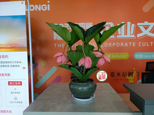 西安銀行綠植租擺|西安嘉禾苗圃 西安銀行綠植租擺|西安嘉禾苗圃