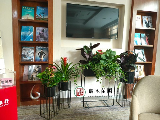 西安銀行綠植擺放設計方案|西安嘉禾苗圃