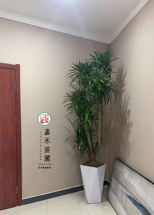 西安銀行景觀設計|西安嘉禾苗圃