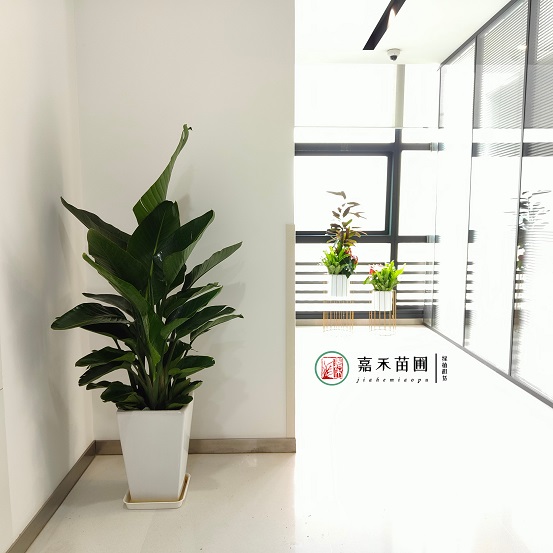西安銀行綠植租賃與景觀設計：打造綠色金融環境，彰顯城市形象