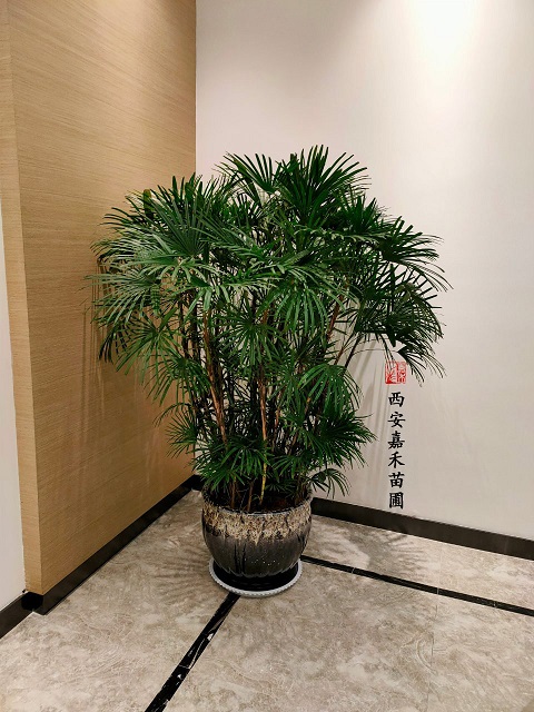 西安銀行花卉租賃案例|西安嘉禾苗圃