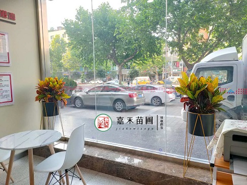 花卉之美：銀行如何通過花卉租擺服務為客戶和員工創造愉悅體驗