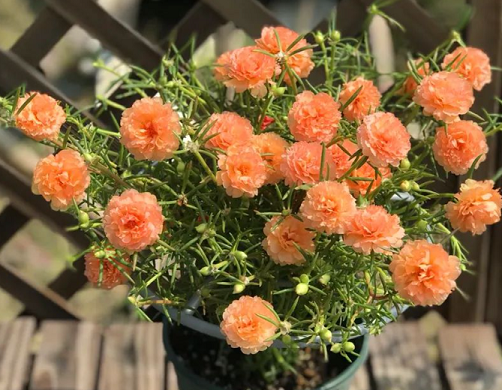 西安銀行綠植租擺推薦|太陽(yáng)花的養(yǎng)殖方法和注意事項(xiàng)