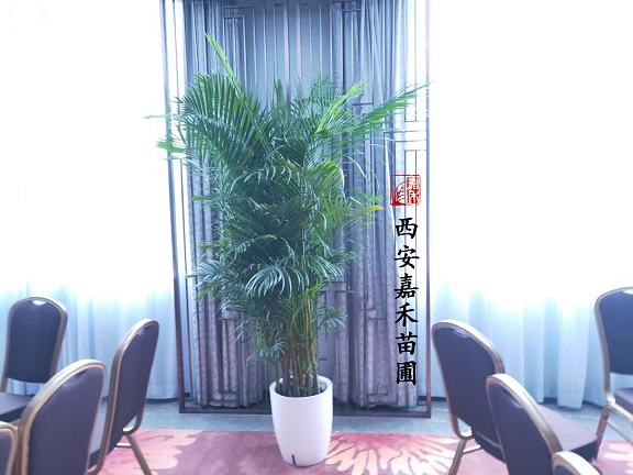 西安綠植租賃推薦|散尾葵養(yǎng)死的原因和正確養(yǎng)護(hù)方法