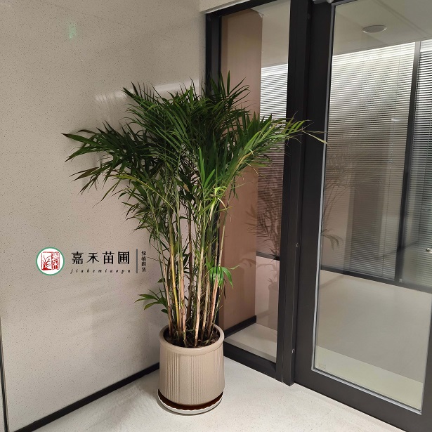 西安綠植租賃推薦商家|西安嘉禾苗圃 西安綠植租賃推薦商家|西安嘉禾苗圃