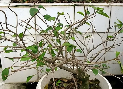 三角梅養護方法|西安嘉禾苗圃 三角梅養護方法|西安嘉禾苗圃