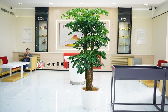 西安銀行綠植租賃|西安嘉禾苗圃