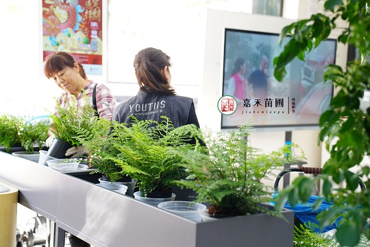 西安銀行綠植租擺公司|西安嘉禾苗圃