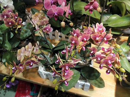 20241030/6721e5a935231.png 640.webp (4).png