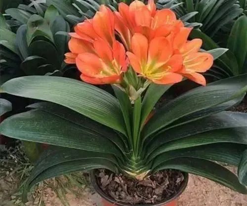 20241120/673d52530b84c.jpg 640.jpg