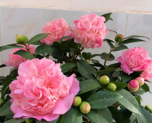 20241120/673d528985479.jpg 640 (4).jpg