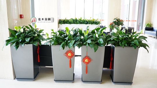 北京銀行接待區綠植租賃：西安嘉禾苗圃