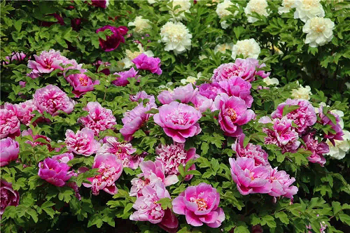 20241127/67466a870ea5c.png 640.webp.png