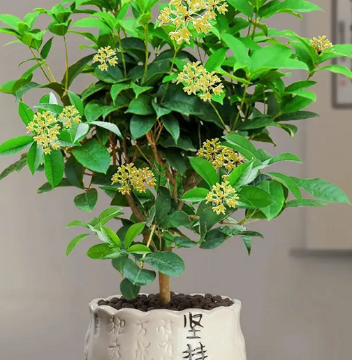 20241127/67466ac8a2987.png 640.webp (1).png