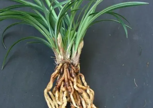 蘭花為什么會空根?家里有的,及時改正!