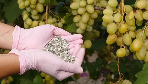 花盆里撒一把&ldquo;它&rdquo;，一年不用施肥，葉片翠綠，花期更長(zhǎng)久！