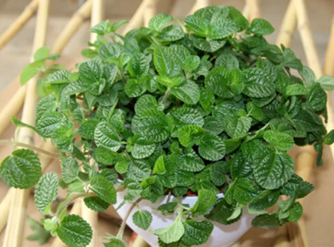 20250307/67caa501b75cc.png 640.png