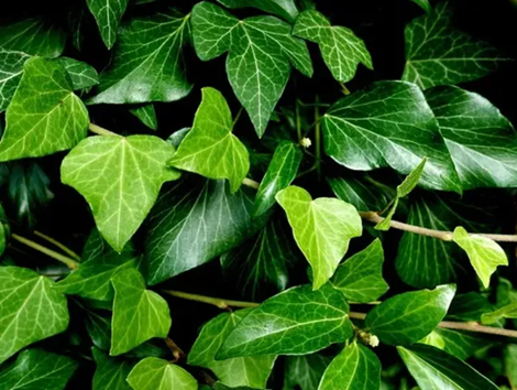 20250307/67caa50c4bca8.png 640 (1).png