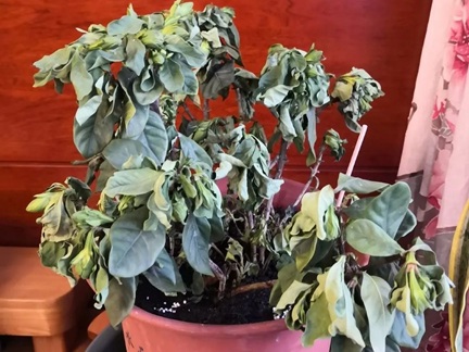 20250315/67d4dd2b2a74c.jpg 640.jpg