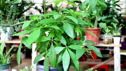 發(fā)財(cái)樹(shù)有&ldquo;三怕&rdquo;，很多人都做錯(cuò)了，怪不得養(yǎng)不好