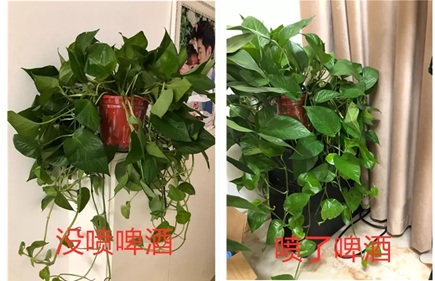 綠蘿灌點(diǎn)啤酒，嗖嗖爬滿整個(gè)床！