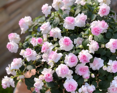 20250508/681c085051ee7.png QQ20250508-092352.png